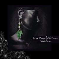 Image 1 of ☽ Acer Viridium ☾