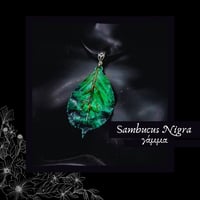 Image 1 of ☽ Sambucus Nigra ☾