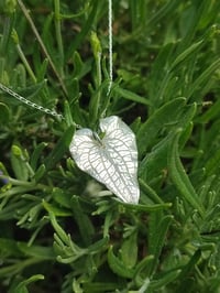 Image 1 of Heart Leaf
