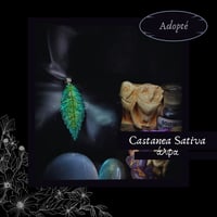Image 2 of ☽ Castanea Sativa ☾