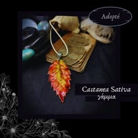 Image 3 of ☽ Castanea Sativa ☾