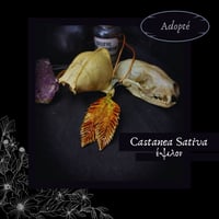 Image 4 of ☽ Castanea Sativa ☾