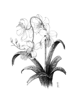 Fictional Flower 2 · Original Art