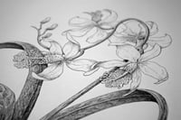 Image 3 of Fictional Flower 2 · Original Art