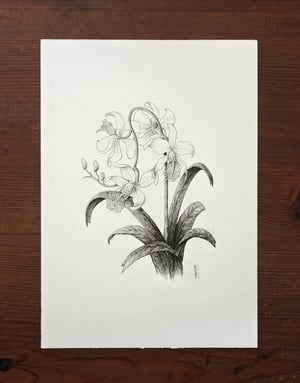 Fictional Flower 2 · Original Art