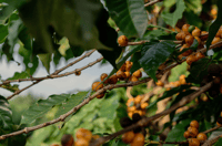 Image 5 of Brasilien - Fazenda São Domingos - Pulped Natural Acaiá - Espresso/Filter