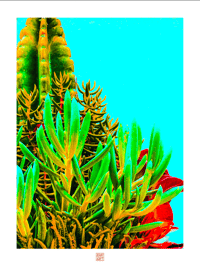 BRILLIANT CACTUS (24X18)
