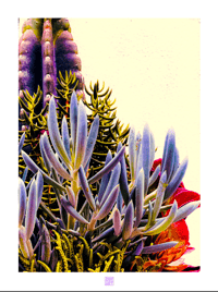 STRANGE  CACTUS (24X18)