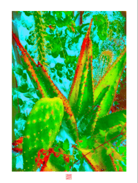 DANGEROUS CACTUS (24X18)