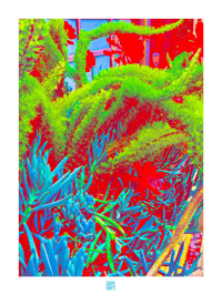 RED BLOODED CACTUS (24X18)
