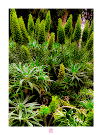 PLETHORA OF CACTUS (24X18)