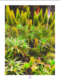 COLORFUL PLETHORA (24X18)