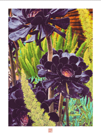 PURPLE ROSE OF CACTUS (24X18)