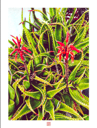 TANGLED MESS OF CACTUS (24X18)