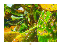 A CACTUS CLOSEUP (18X24)