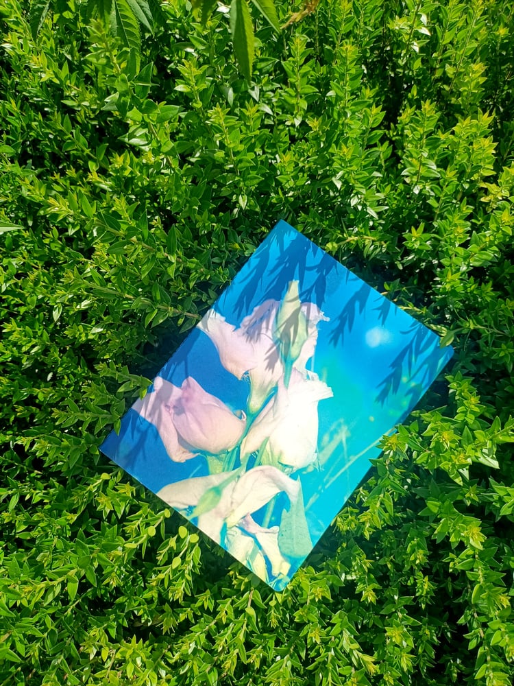 Image of Lisianthus en Suspensión