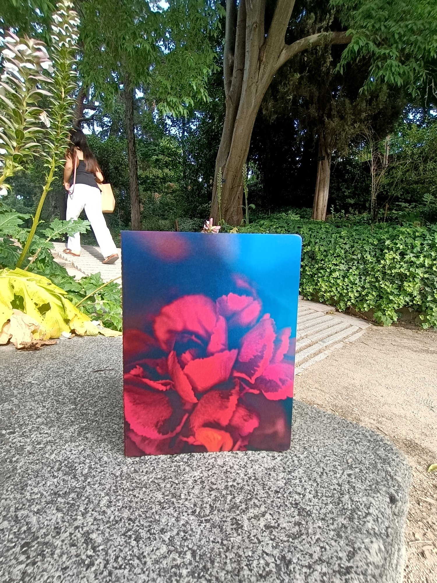 Image of Clavel en Suspensión