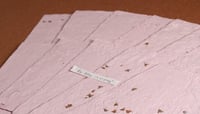Image 3 of Damien's Handmade Paper!