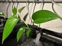 Image 1 of Plant Hangers 
