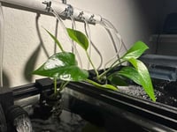 Image 2 of Plant Hangers 