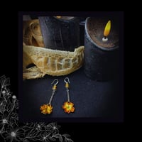 Image 2 of ☽ Primula Ambra ☾