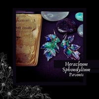 Image 1 of ☽ Heracleum Pavonis ☾