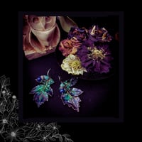 Image 3 of ☽ Heracleum Pavonis ☾