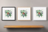 Image 5 of Western Spinebill on Hardenbergia