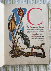 Image 9 of Nature's ABC by Eileen Mayo