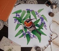 Image 1 of Western Spinebill on Hardenbergia