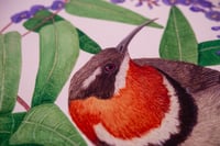 Image 4 of Western Spinebill on Hardenbergia