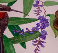 Image 3 of Western Spinebill on Hardenbergia