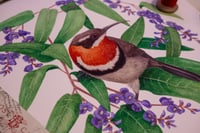Image 2 of Western Spinebill on Hardenbergia