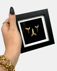 Shark tooth frame