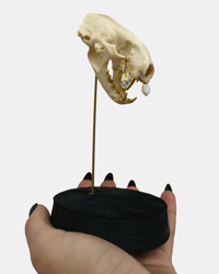 Image 1 of Polecat Skull