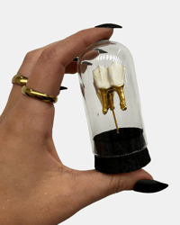 XL deer tooth 