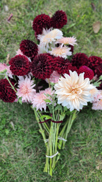 Image 5 of 2026 Flower Bouquets Subscription