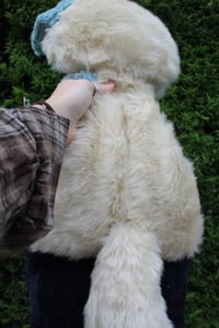 Image 6 of Blue Aussie Puppy 🦴🐶🩵