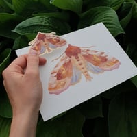 Image 5 of Gammafly: handkolorert kunsttrykk
