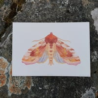 Image 3 of Gammafly: handkolorert kunsttrykk