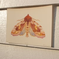 Image 1 of Gammafly: handkolorert kunsttrykk