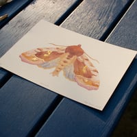 Image 2 of Gammafly: handkolorert kunsttrykk