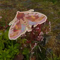Image 2 of Gammafly: klistremerke
