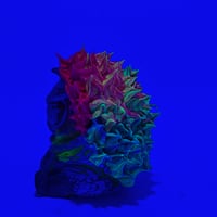 Image 2 of Spikey gus- rainbow