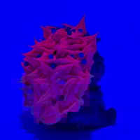 Image 4 of Spikey gus- pink frosted cupcake