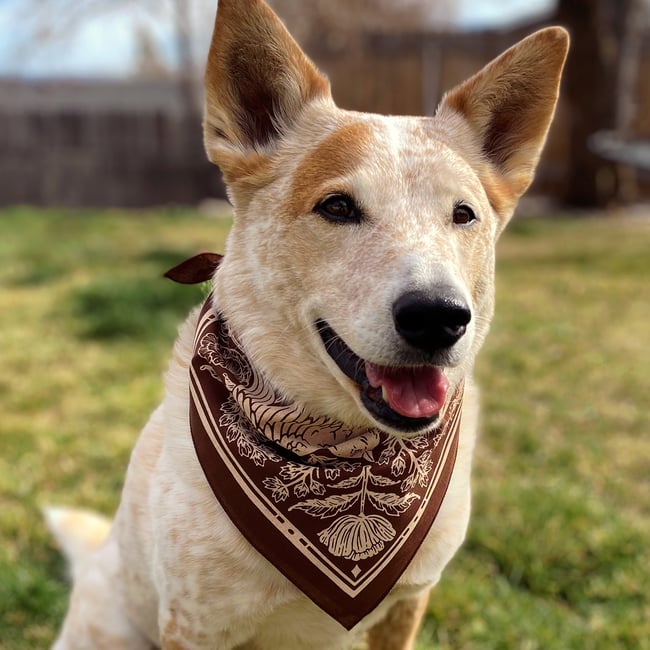 Espresso - Barn Swallow Bandana