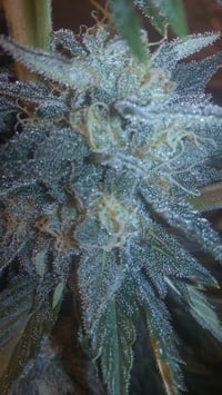 Image 2 of Black Thai