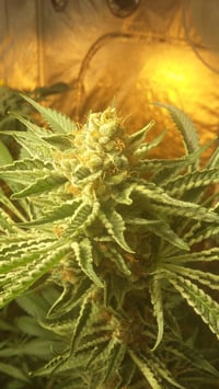 Image 2 of Orange skunky zkittles 