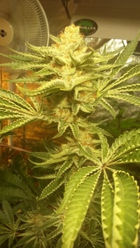 Image 3 of Orange skunky zkittles 