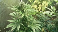 Image 2 of Bubba kush the original 